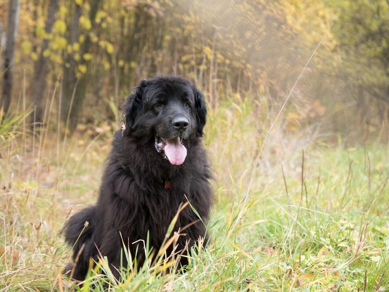 The huge Newfoundland is the very definition of a gentle giant. Their lack of aggression means that they are known as 'nanny dogs' due to their gentle nature and the fact that they get on so well with young children.