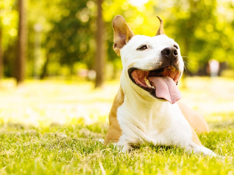 An adult should always be in control. Ensure children always walk dogs in the presence of an adult as dognappers may be more likely to target those they see as less likely to resist.