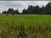 The paddock at the centre of the planning application