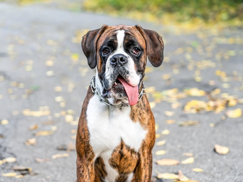 During World War I, many Boxer were co-opted for military work, acting as valuable messenger dogs, pack carriers, attack dogs, and guard dogs.