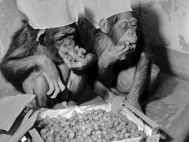 Chimps Benjie and Lisa enjoy a Christmas fruit feast at Edinburgh Zoo in 1966.