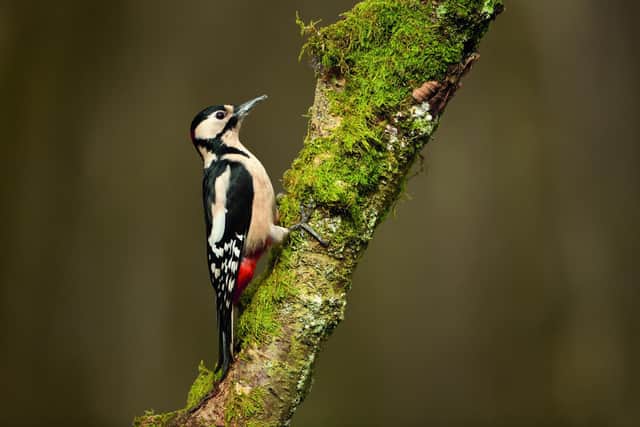 A great spotted woodpecker from Scotland