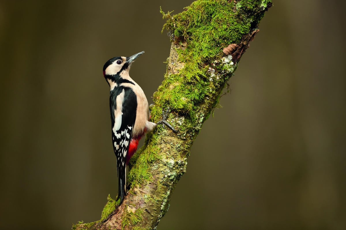 Woodpecker drumming 'the same' as singing for other birds, research suggests