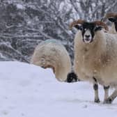 Auchnerran’s sheep flock has grown to around 1,400 ewes and grazes an adjacent grouse moor in the summer