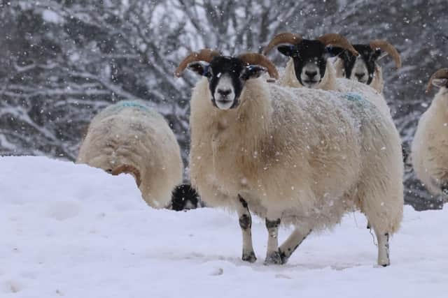 Auchnerran’s sheep flock has grown to around 1,400 ewes and grazes an adjacent grouse moor in the summer