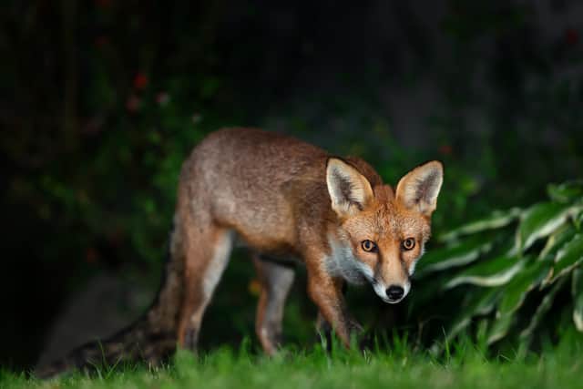 Close up of a red fox (pic: Getty Images/iStockphoto)