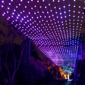 Aurora, this year's dazzling Christmas At The Botanics showstopper, is an overhead installation which celebrates the stunning Northern Lights.