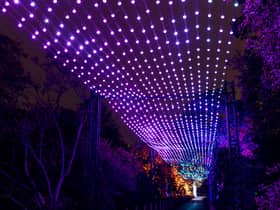 Aurora, this year's dazzling Christmas At The Botanics showstopper, is an overhead installation which celebrates the stunning Northern Lights.