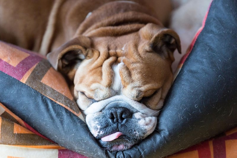 The English Bulldog's forebears would have been superb guard dogs, but this is a breed that has long since had their aggression bred out of them. Now they are unlikely to even stir from napping on the couch should something untoward be happening.