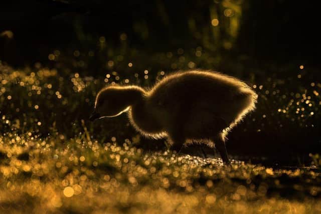 Paul McDougall is giving this advice to Scottish amateur photographers - Animal News Agency