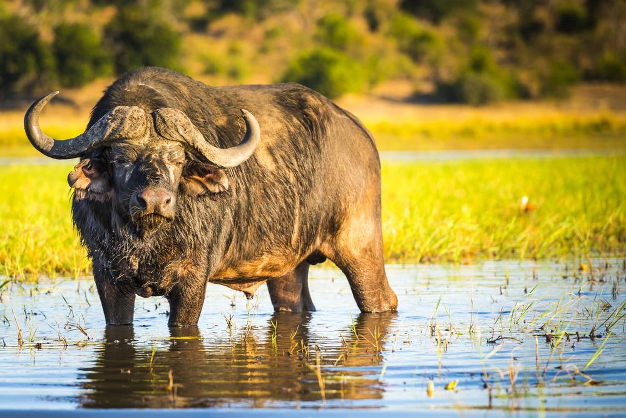 ungdomskriminalitet gødning Forhåbentlig Why are there water buffalo in Wales? Farms in the UK where they are kept  after man is attacked and killed by one in Usk | The Scotsman