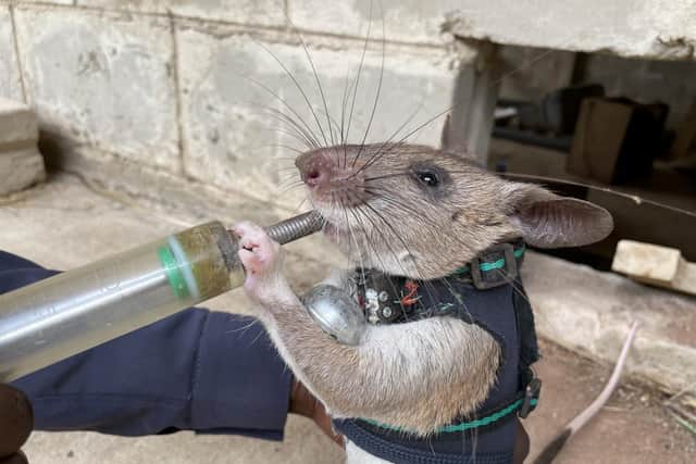 Rats are being trained to be sent into earthquake debris wearing tiny backpacks - so rescue teams can talk to survivors.