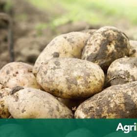 Potatoes on the menu