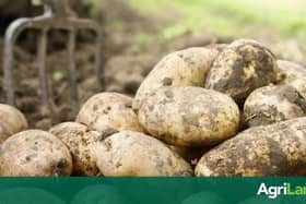 Potatoes on the menu