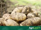 Potatoes on the menu