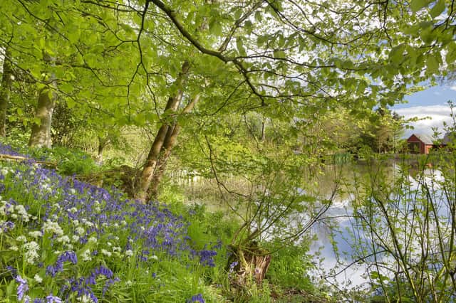 Bluebells & wild garlic under beeches in woodland, pond and outbuildings beyond