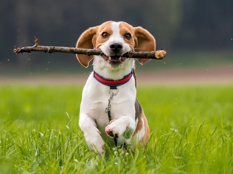 The Beagle needs regular outdoor time throughout the day, otherwise this easily-bored breed has a tendency to bark, howl and become destructive. Your neighbours will thank you for not welcoming a Beagle into your flat.