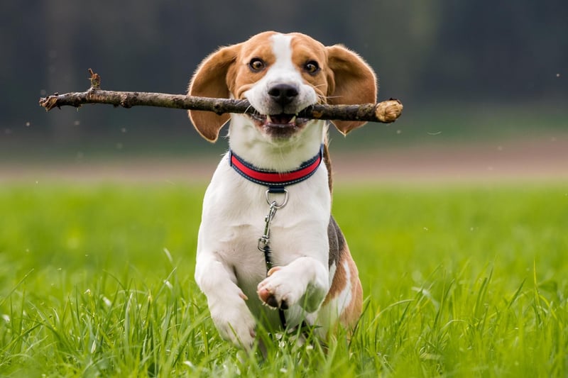 The Beagle needs regular outdoor time throughout the day, otherwise this easily-bored breed has a tendency to bark, howl and become destructive. Your neighbours will thank you for not welcoming a Beagle into your flat.