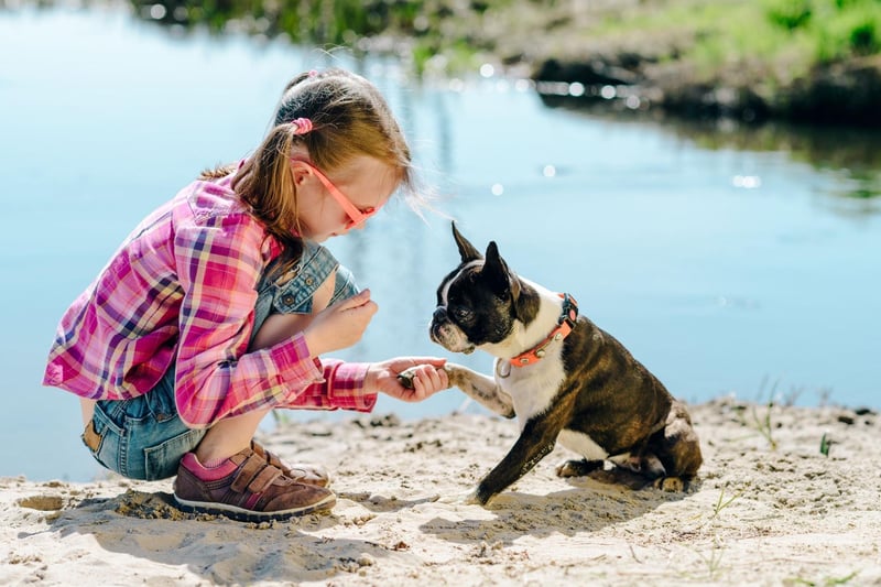 The Boston Terrier's nickname is 'the American gentleman' on account of its dapper looks - sometimes the breed's coat even makes it look like they are wearing a tuxedo.