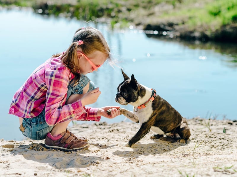 The Boston Terrier's nickname is 'the American gentleman' on account of its dapper looks - sometimes the breed's coat even makes it look like they are wearing a tuxedo.