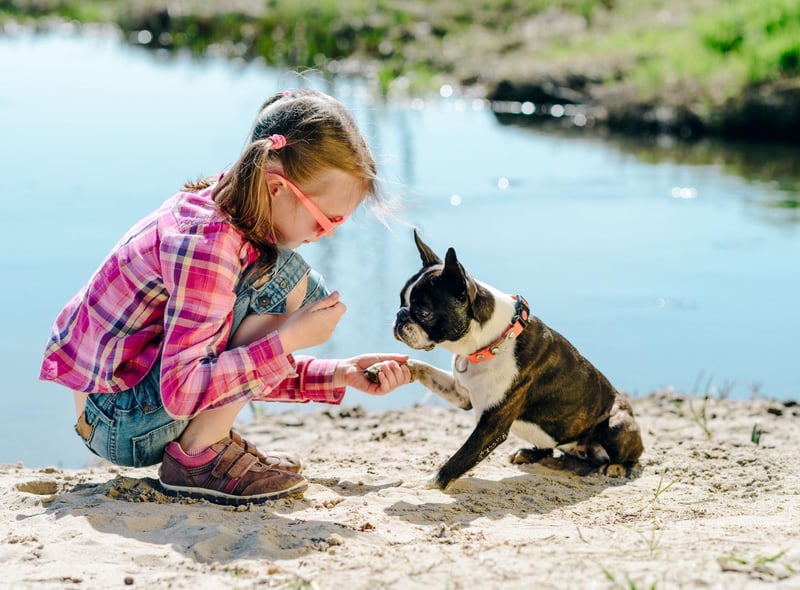 The Boston Terrier's nickname is 'the American gentleman' on account of its dapper looks - sometimes the breed's coat even makes it look like they are wearing a tuxedo.