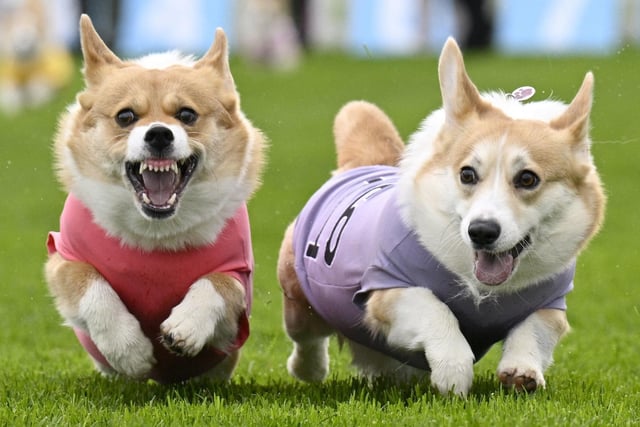 Participants take part in the Corgi Derby at Musselburgh Racecourse