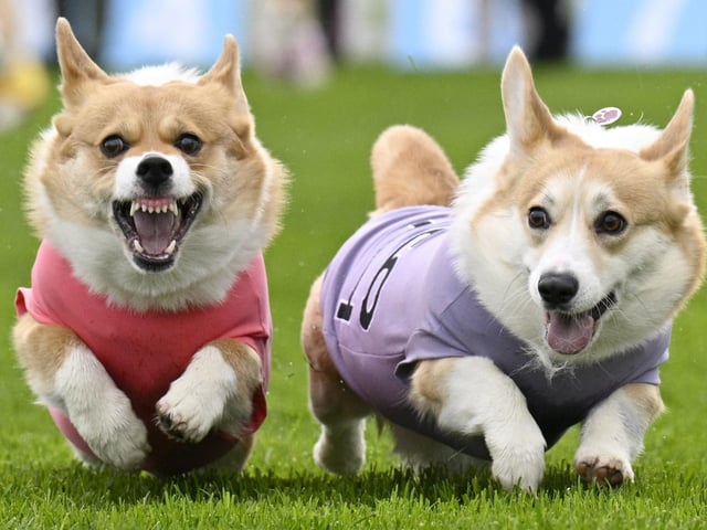 Participants take part in the Corgi Derby at Musselburgh Racecourse