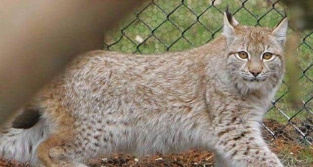 Lynx have not lived in Scotland for over 1,000 years.
