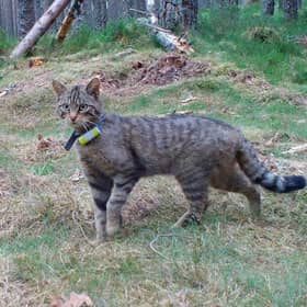 A wildcat in the Cairngorms National Park. Photo: RZSS/PA Wire