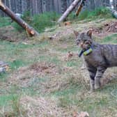 A wildcat in the Cairngorms National Park. Photo: RZSS/PA Wire