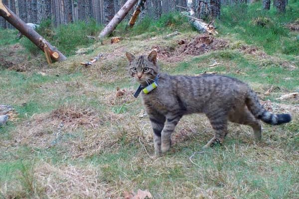 A wildcat in the Cairngorms National Park. Photo: RZSS/PA Wire
