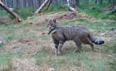 A wildcat in the Cairngorms National Park. Photo: RZSS/PA Wire