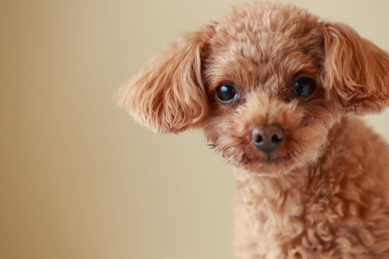 The Toy Poodle is the smallest, and most popular, of the three sizes of the breed. There were 1,664 Kennel Club registrations of these tiny and loyal dogs last year.