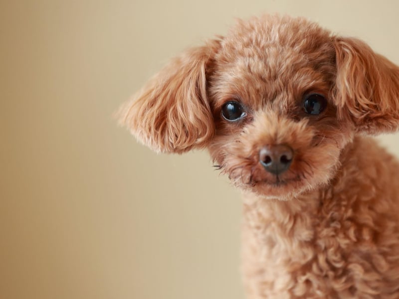 The Toy Poodle is the smallest, and most popular, of the three sizes of the breed. There were 1,664 Kennel Club registrations of these tiny and loyal dogs last year.