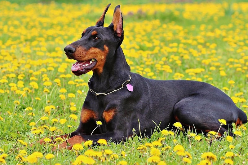 The Doberman Pinscher is a bit of an action star and has clocked up 176 roles on the big and small screen. They include Father of the Bride, Hugo, The Invisible Man and True Lies.