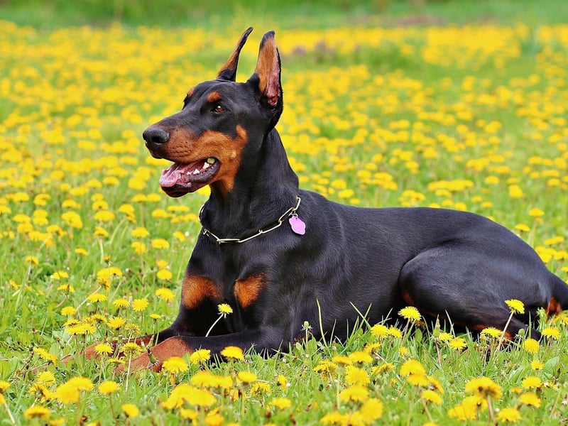 The Doberman Pinscher is a bit of an action star and has clocked up 176 roles on the big and small screen. They include Father of the Bride, Hugo, The Invisible Man and True Lies.