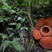 Space Intelligence supports forest restoration across the world, including in Indonesia where the rare rafflesia flower is found.  Picture: Jeremy Holden