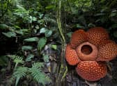 Space Intelligence supports forest restoration across the world, including in Indonesia where the rare rafflesia flower is found.  Picture: Jeremy Holden