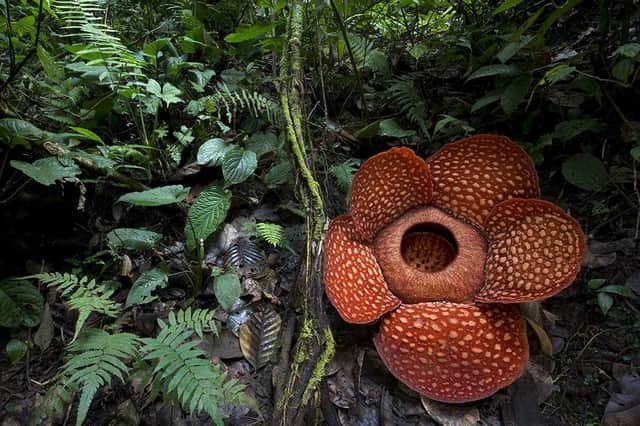 Space Intelligence supports forest restoration across the world, including in Indonesia where the rare rafflesia flower is found. Picture: Jeremy Holden