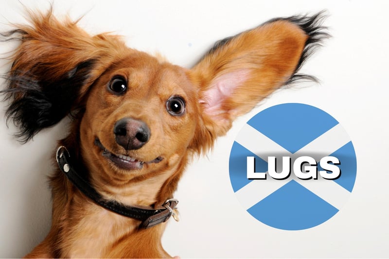 As you can see, the dug’s got big lugs. The term “lugs” means “ears” in Scots Leid and you might hear it used with expressions like “clean your lugs out” if you’re not listening well.