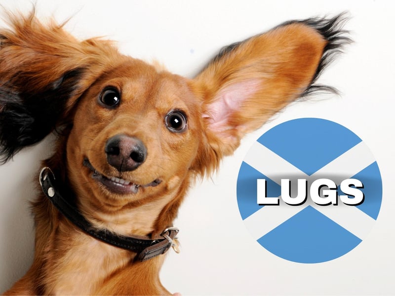As you can see, the dug’s got big lugs. The term “lugs” means “ears” in Scots Leid and you might hear it used with expressions like “clean your lugs out” if you’re not listening well.