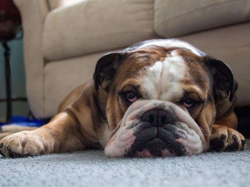 Moving on to the breeds of dog that would rather steer clear of water. Brachycephalic breeds, or dogs with flat faces, are particularly bad swimmers as it's almost impossible to stop water from going up their noses. That's the case with the Bulldog, who's happiest staying on land.