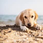 Most dogs love a trip to the beach - but they are not always welcome.