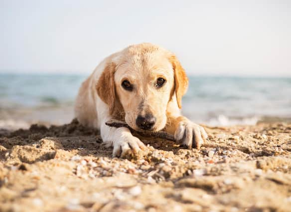 Most dogs love a trip to the beach - but they are not always welcome.