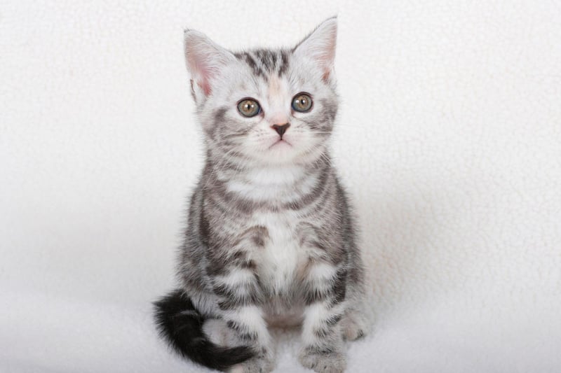How long do cats live 2024? The 10 breeds of cat said the have