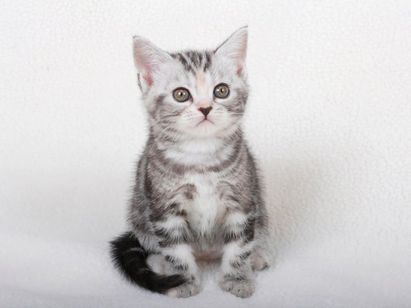 The American Shorthair is known as one of the world's most healthy cat breed, with a lifespan of up to 15 years.