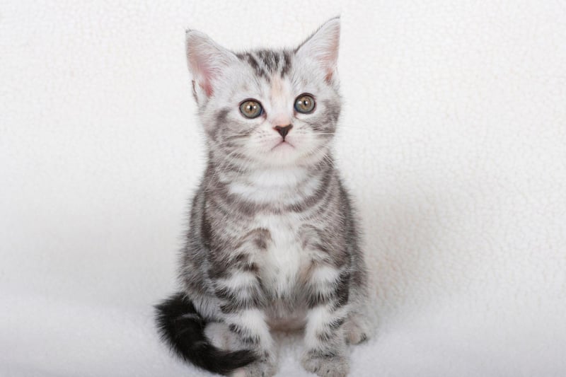 The American Shorthair is known as one of the world's most healthy cat breed, with a lifespan of up to 15 years.