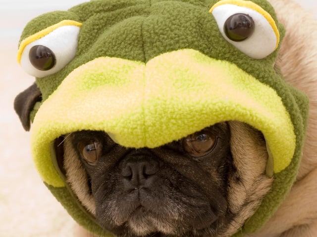 Is it a dog or a frog? At this point it's hard to tell.