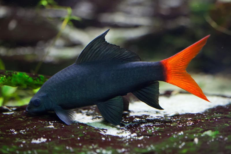 Despite its name, the Red-tailed Black Shark is more closely related to the humble Carp than the Great White. Critically endangered in its native Thailand, this fish is common in aquariums, where they are all captively bred.