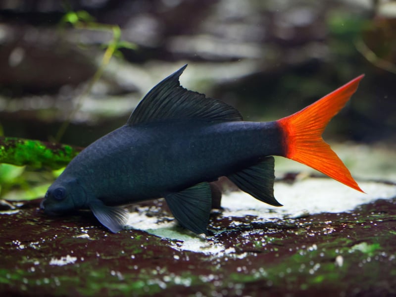 Despite its name, the Red-tailed Black Shark is more closely related to the humble Carp than the Great White. Critically endangered in its native Thailand, this fish is common in aquariums, where they are all captively bred.